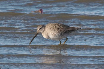 2023年12月21日(木) 伊佐沼の野鳥観察記録