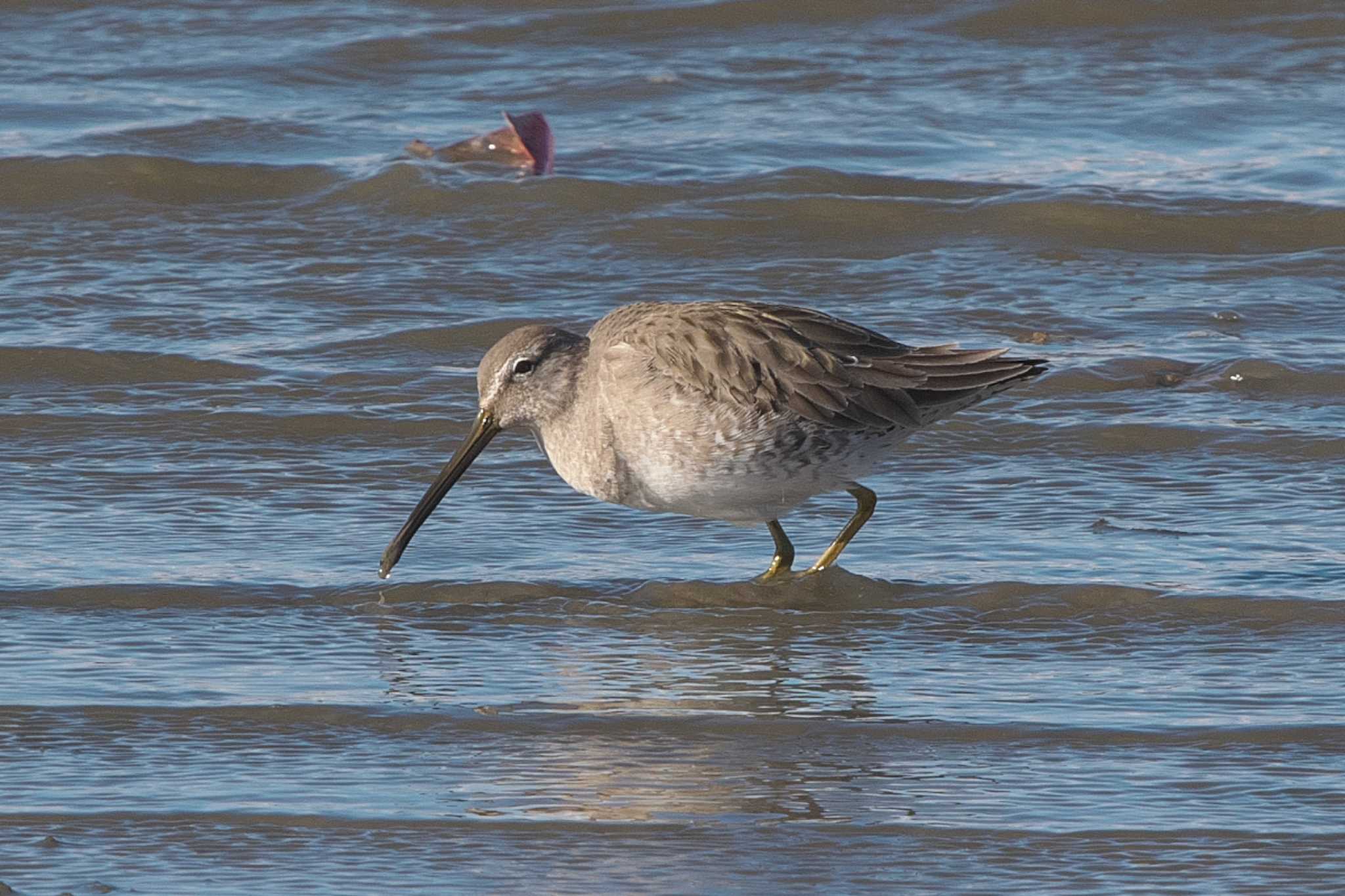 Photo of Long-billed Dowitcher at Isanuma by Y. Watanabe