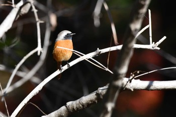 ジョウビタキ 神代植物公園 2023年12月14日(木)