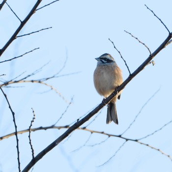 2023年12月21日(木) 桜草公園の野鳥観察記録