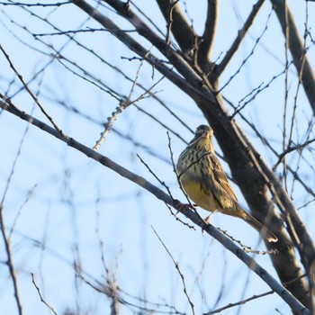 Masked Bunting 桜草公園 Thu, 12/21/2023