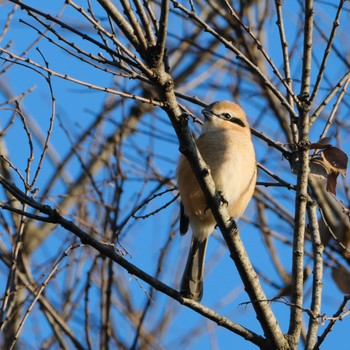 Bull-headed Shrike 桜草公園 Thu, 12/21/2023