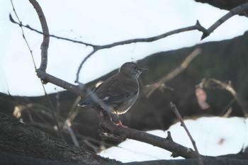 Pale Thrush 桜草公園 Thu, 12/21/2023