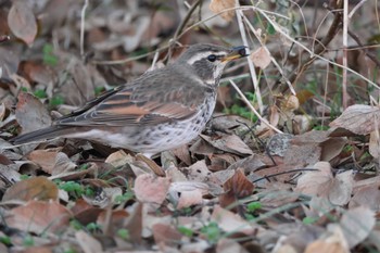 ツグミ 桜草公園 2023年12月21日(木)