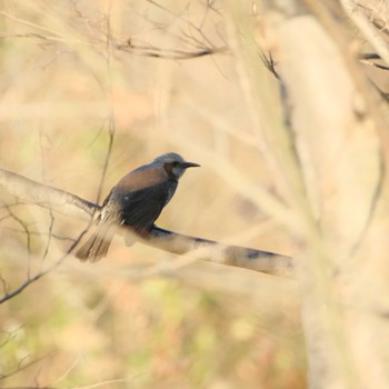 Brown-eared Bulbul 桜草公園 Thu, 12/21/2023