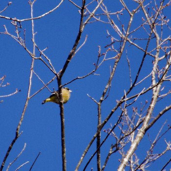 Grey-capped Greenfinch 朝日山公園 Thu, 12/21/2023