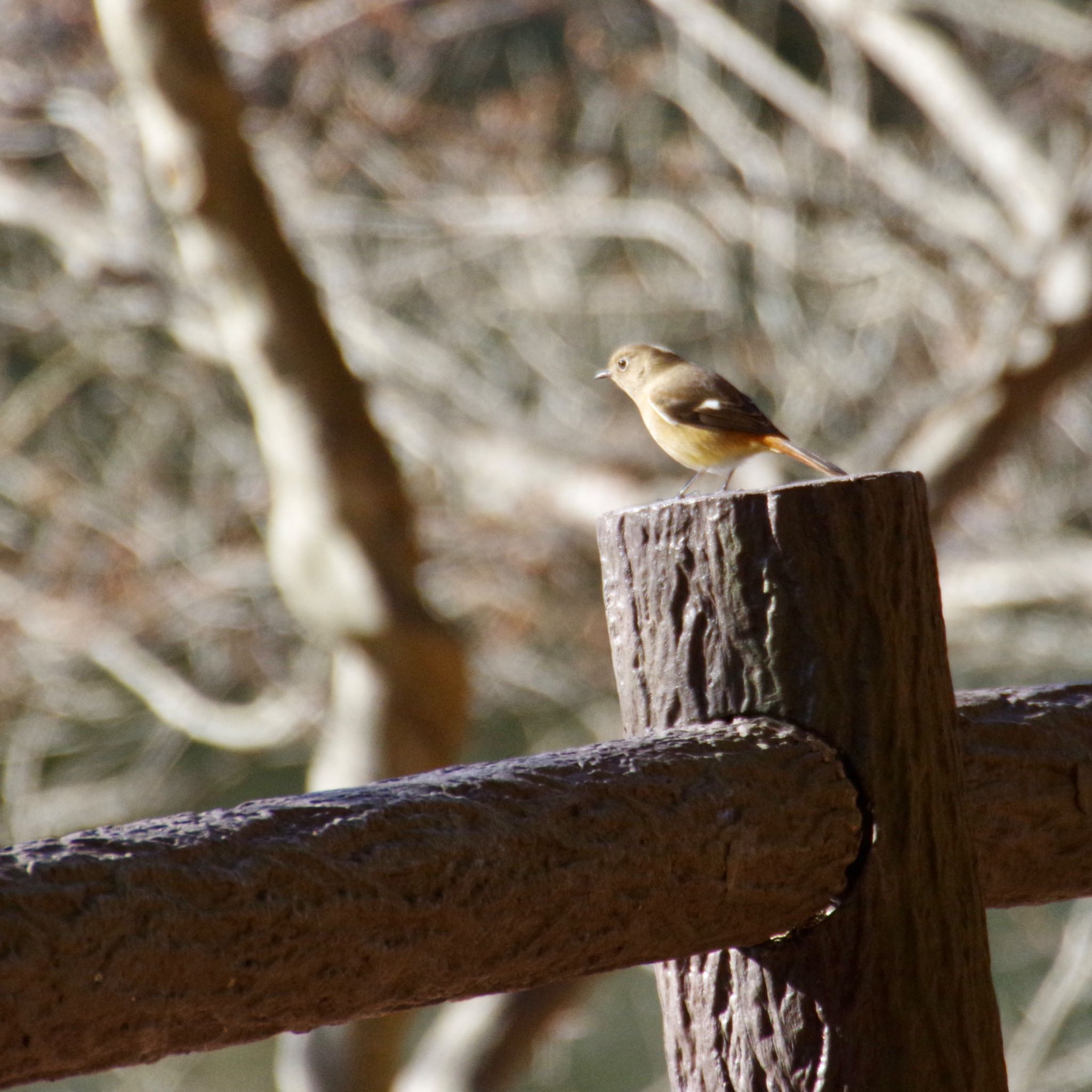 Photo of Daurian Redstart at 朝日山公園 by モズもず