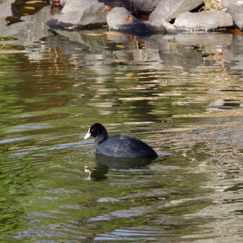 オオバン 朝日山公園 2023年12月21日(木)