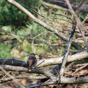 Hawfinch 朝日山公園 Thu, 12/21/2023