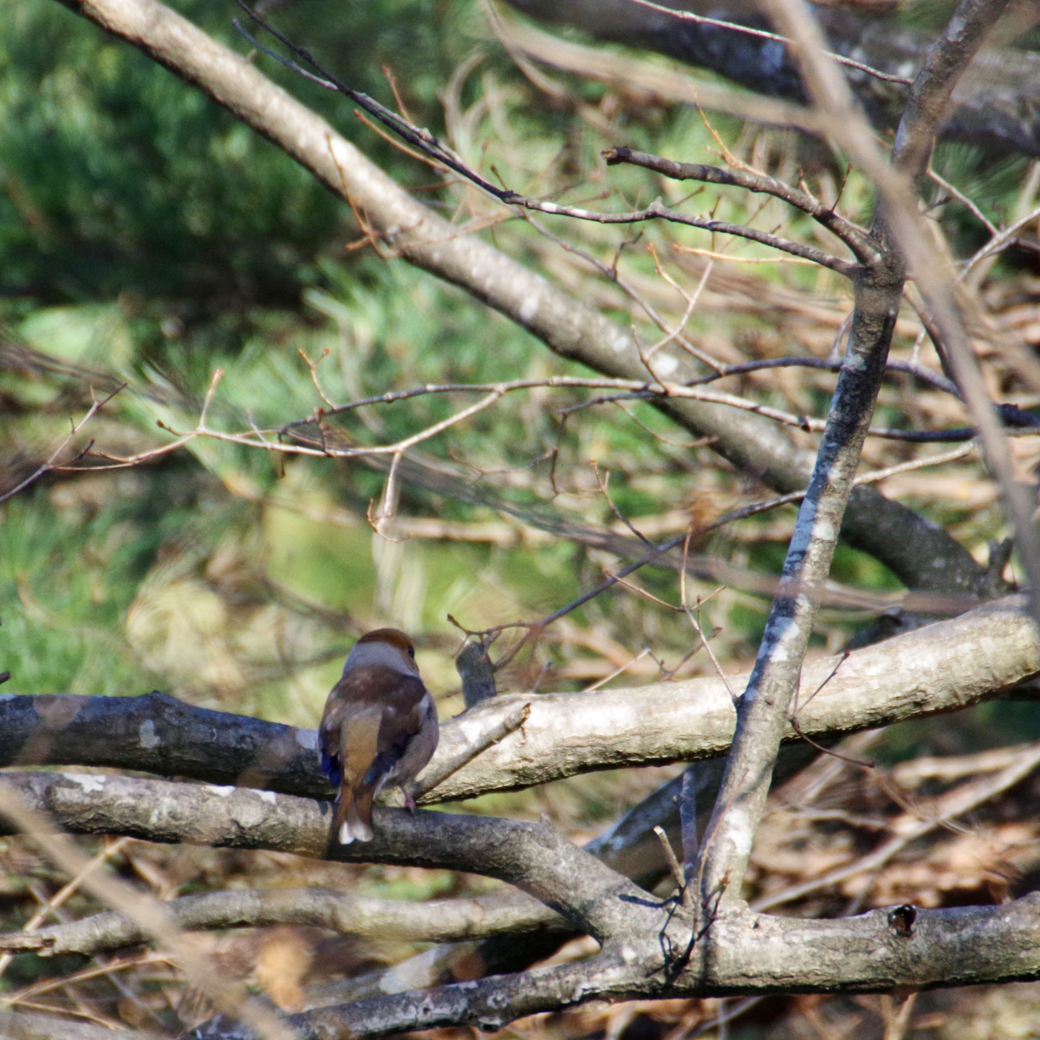 Photo of Hawfinch at 朝日山公園 by モズもず