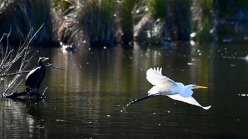 Great Egret 鶴ヶ池 Wed, 12/13/2023