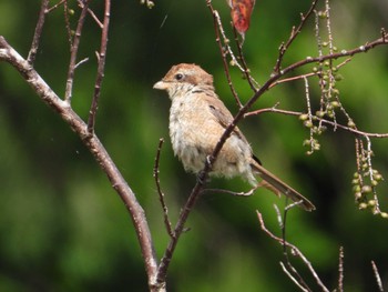 Bull-headed Shrike 御胎内清宏園 Sat, 9/30/2023