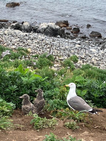 Black-tailed Gull Teuri Island Thu, 6/23/2022