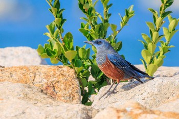 Blue Rock Thrush 魚住海岸 Tue, 11/28/2023