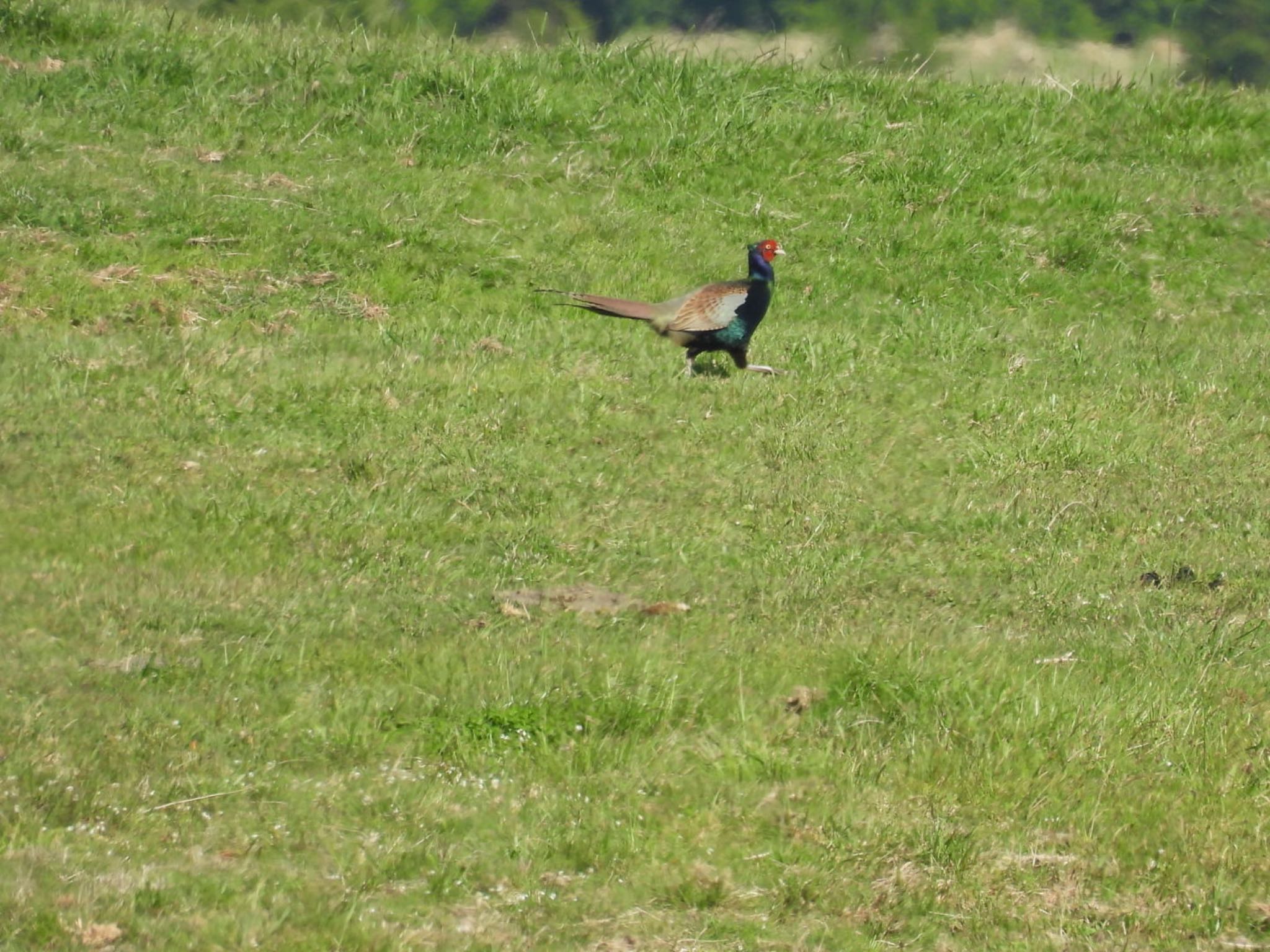 Photo of Green Pheasant at 阿蘇高原 by ぷちな