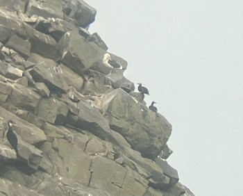 Spectacled Guillemot 北海道 あんない展望公園 Sun, 6/26/2022