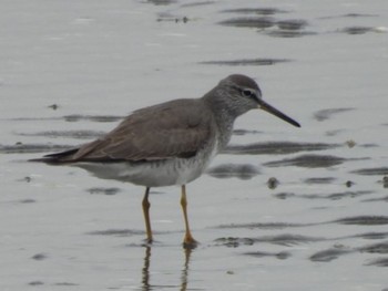 Grey-tailed Tattler 荒尾干潟 Sun, 4/30/2023