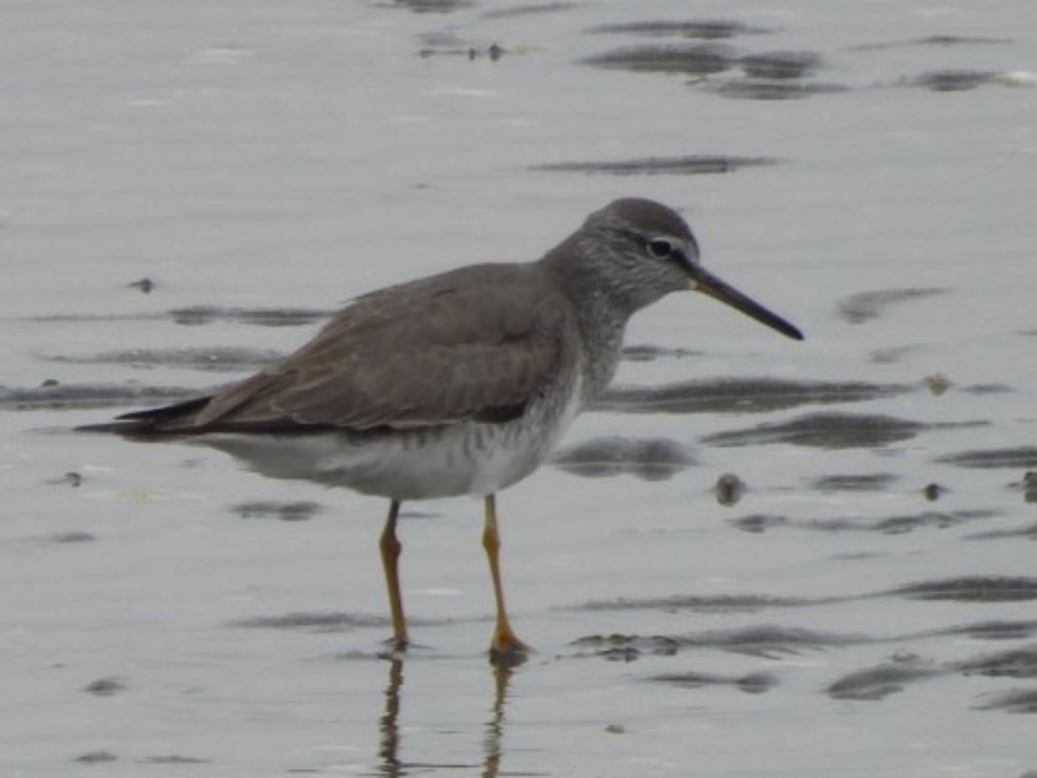 Photo of Grey-tailed Tattler at 荒尾干潟 by ぷちな