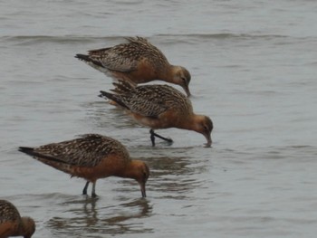 Bar-tailed Godwit 荒尾干潟 Sun, 4/30/2023