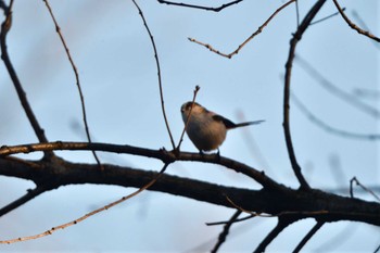 エナガ 長浜公園 2023年12月22日(金)