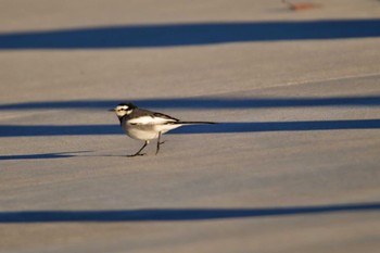 White Wagtail Nagahama Park Fri, 12/22/2023