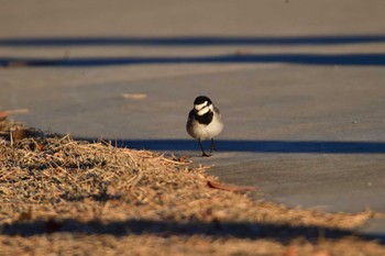 White Wagtail Nagahama Park Fri, 12/22/2023