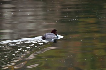 Common Pochard Nagahama Park Fri, 12/22/2023