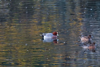 Eurasian Wigeon Nagahama Park Fri, 12/22/2023