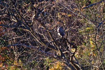 Eastern Buzzard Nagahama Park Fri, 12/22/2023