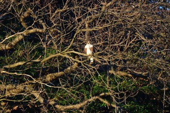 2023年12月22日(金) 長浜公園の野鳥観察記録