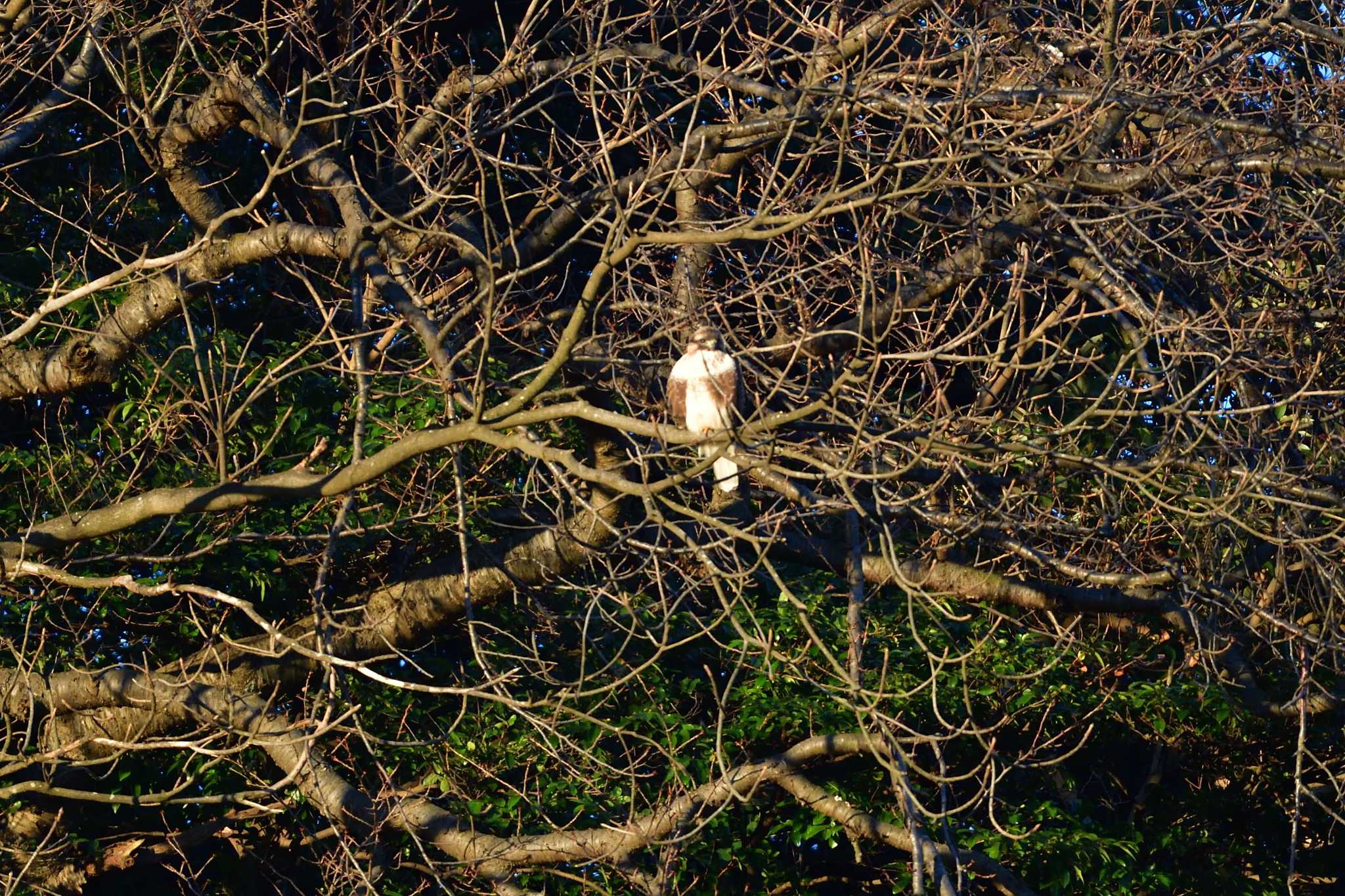 Photo of Eastern Buzzard at Nagahama Park by やなさん