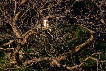 Eastern Buzzard Nagahama Park Fri, 12/22/2023