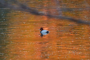 ホシハジロ 長浜公園 2023年12月22日(金)