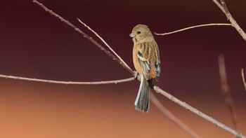 Siberian Long-tailed Rosefinch Akigase Park Thu, 12/14/2023