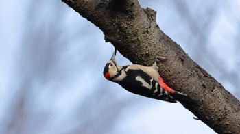 Great Spotted Woodpecker Unknown Spots Tue, 12/19/2023