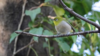 Warbling White-eye Unknown Spots Tue, 12/19/2023