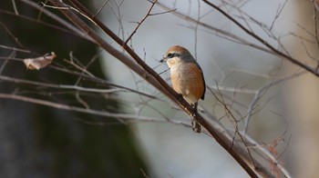 Bull-headed Shrike Unknown Spots Tue, 12/19/2023