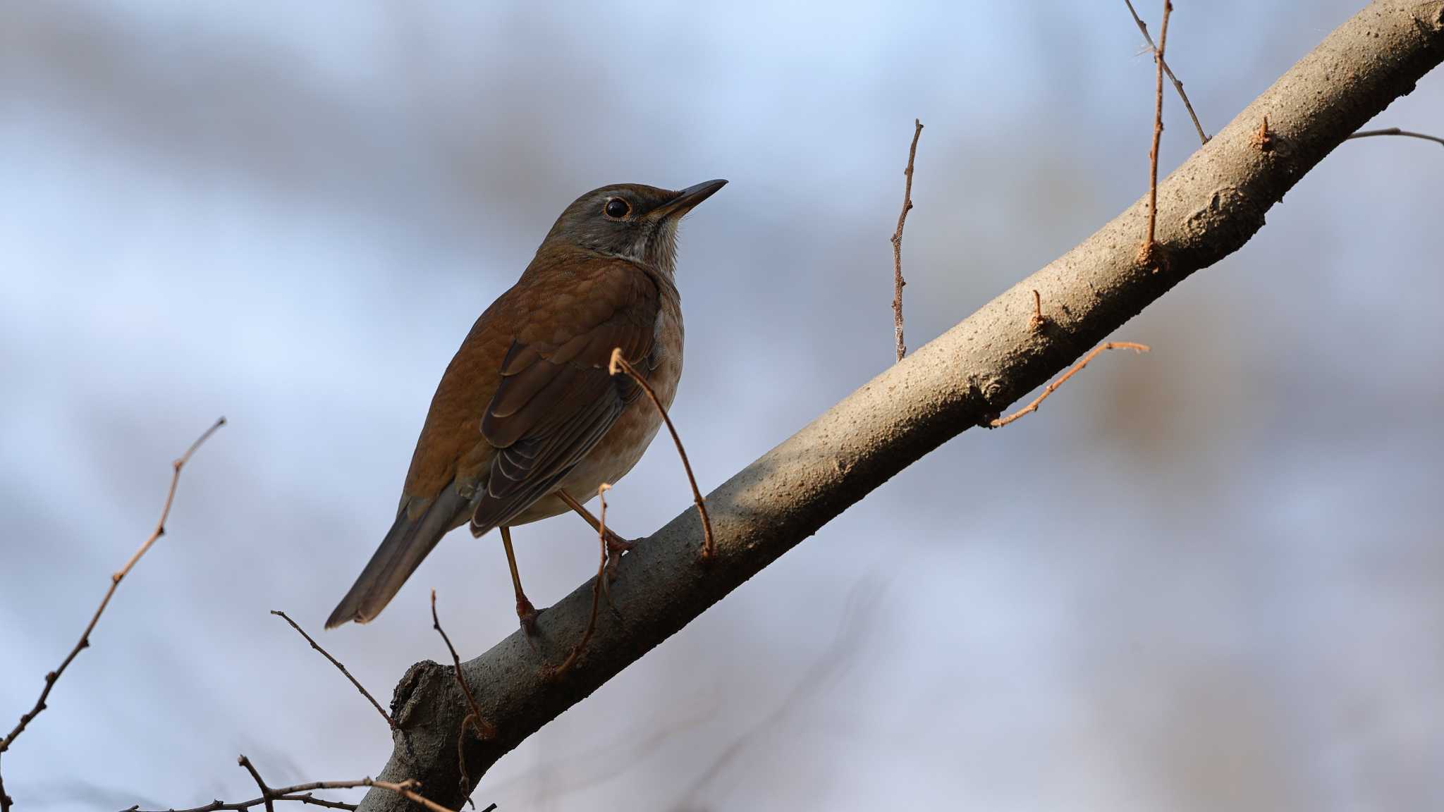 Photo of Pale Thrush at Akigase Park by 中嶋辰