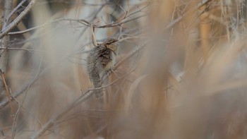 Eurasian Wryneck Akigase Park Tue, 12/19/2023