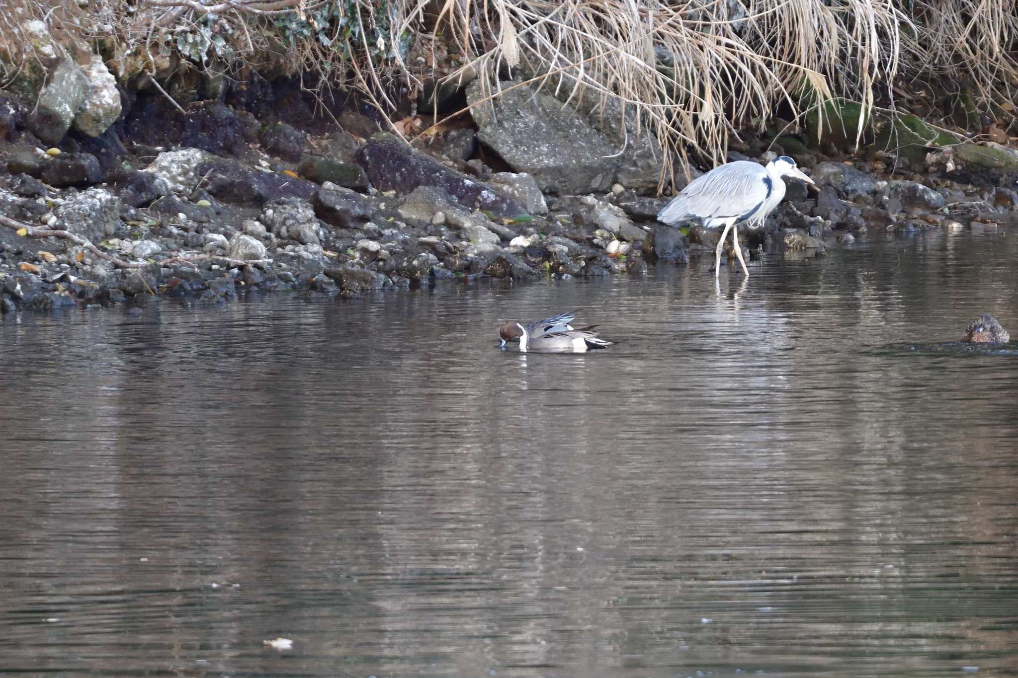 Photo of Northern Pintail at Nagahama Park by やなさん