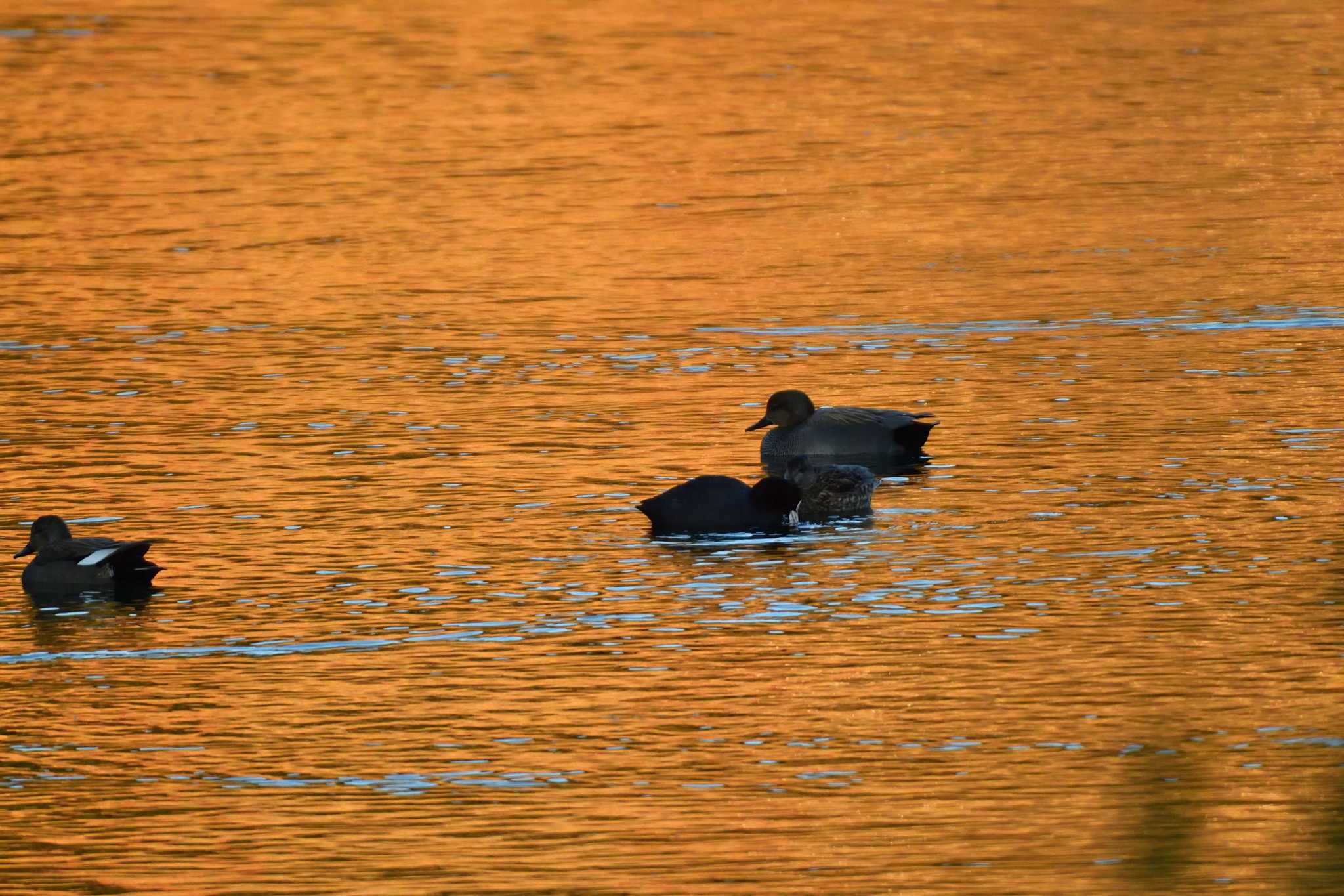 Photo of Gadwall at Nagahama Park by やなさん