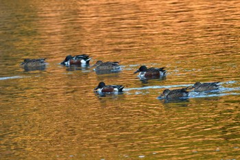 Northern Shoveler Nagahama Park Thu, 12/21/2023