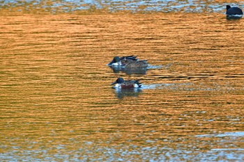 ハシビロガモ 長浜公園 2023年12月21日(木)