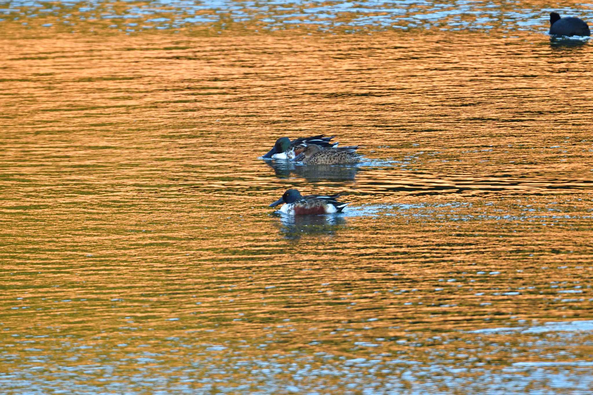 Photo of Northern Shoveler at Nagahama Park by やなさん