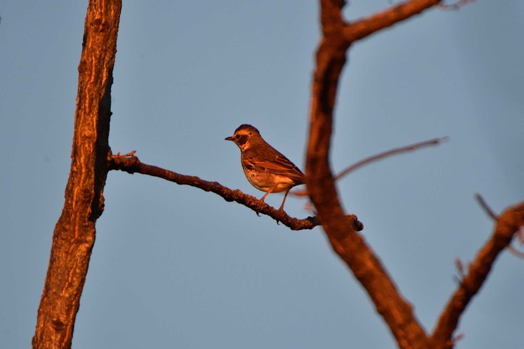 Photo of Dusky Thrush at Nagahama Park by やなさん