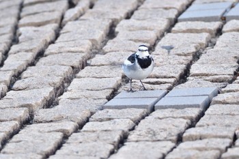 White Wagtail Nagahama Park Thu, 12/21/2023