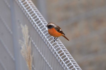 Daurian Redstart Nagahama Park Thu, 12/21/2023