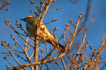 Dusky Thrush Nagahama Park Thu, 12/21/2023