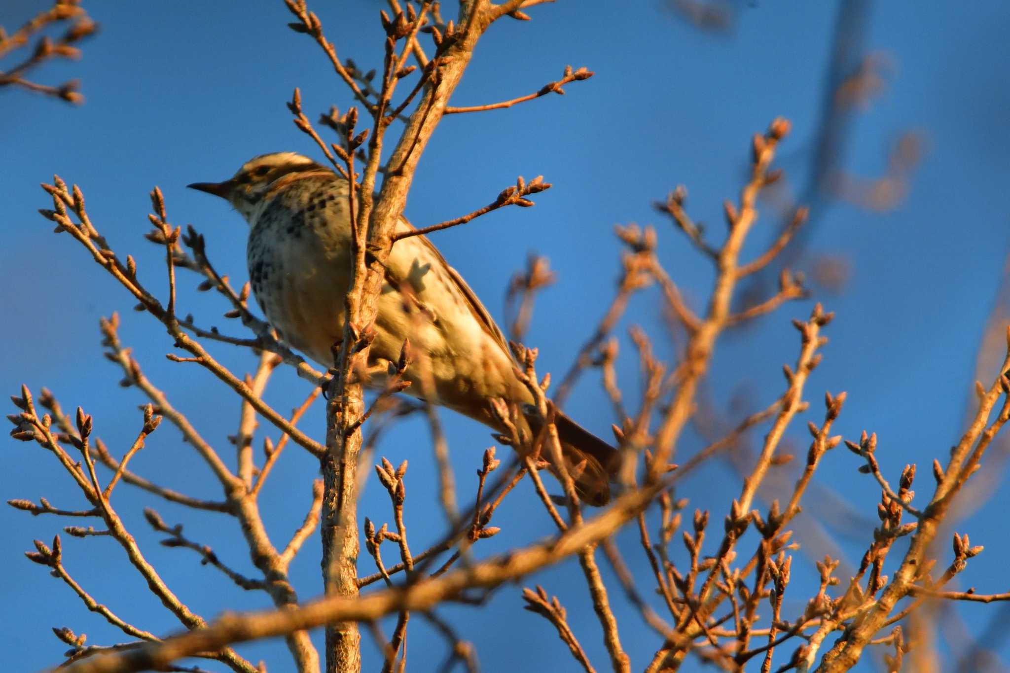 Photo of Dusky Thrush at Nagahama Park by やなさん