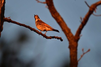 Dusky Thrush Nagahama Park Thu, 12/21/2023